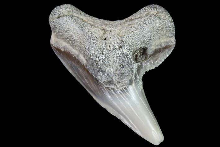 Colorful Fossil Tiger Shark (Galeocerdo) Tooth - Virginia #91838